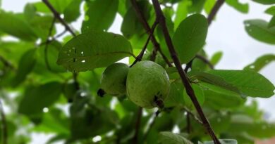HOJAS DE GUAYABA