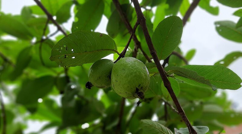 HOJAS DE GUAYABA