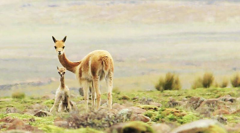 Pampa Galeras Ayacucho