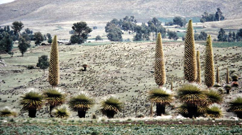 Puya de Raymondi en Vilcashuaman Ayacucho
