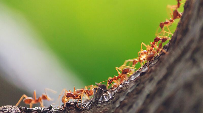 LA FILOSOFÍA DE LA HORMIGAS