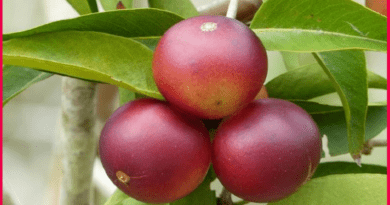 Nueva variedad de camu camu contiene alta dosis