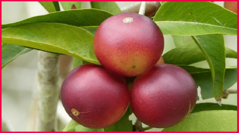 Nueva variedad de camu camu contiene alta dosis